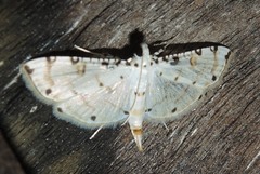 Pycnarmon cribrata