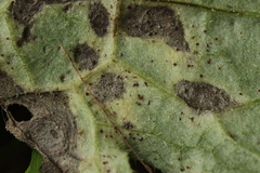 Puccinia calcitrapae
