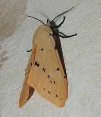 Spilarctia postrubida