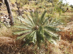 Cycas calcicola