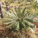 Cycas calcicola - Photo (c) Anthony Kurek EntSocVic, some rights reserved (CC BY-NC), uploaded by Anthony Kurek EntSocVic
