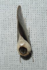 Westermannia argentea