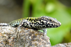 Podarcis muralis