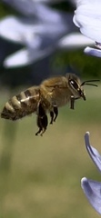 Apis mellifera
