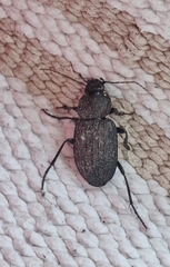 Licinus