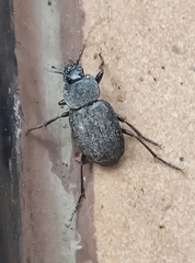 Licinus