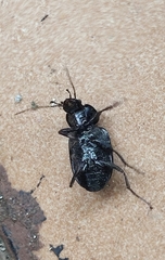 Licinus
