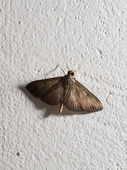 Ceratocilia liberalis