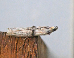 Nephopterix angustella