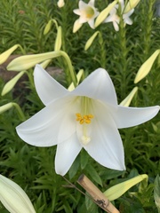 Lilium longiflorum scabrum
