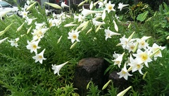 Lilium longiflorum scabrum