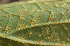 Coleosporium campanulae