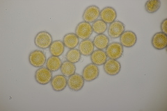 Coleosporium campanulae