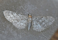 Eupithecia haworthiata