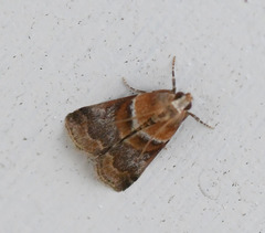 Acrobasis repandana
