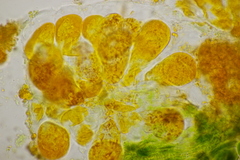 Coleosporium campanulae