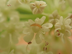Frankliniella