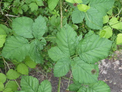 Rubus josefianus