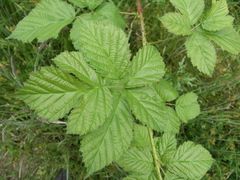 Rubus josefianus