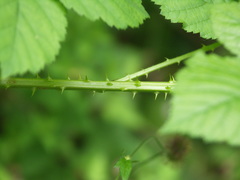 Rubus josefianus