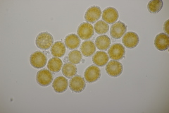 Coleosporium campanulae