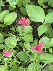 Castilleja parviflora