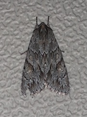 Andropolia
