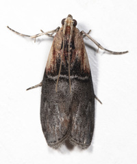 Sciota basilaris