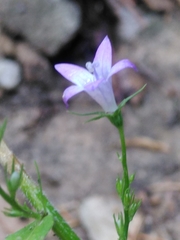 Campanula patula
