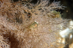 Eucratea loricata