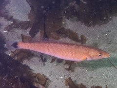 Halichoeres californicus