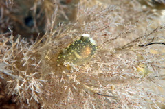 Eucratea loricata