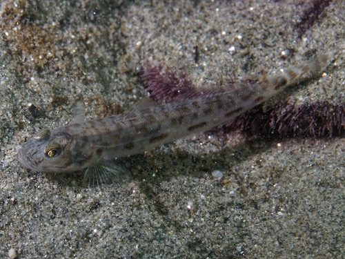 Bay goby (Lepidogobius lepidus) — Gobiidae — 4