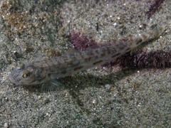Lepidogobius lepidus