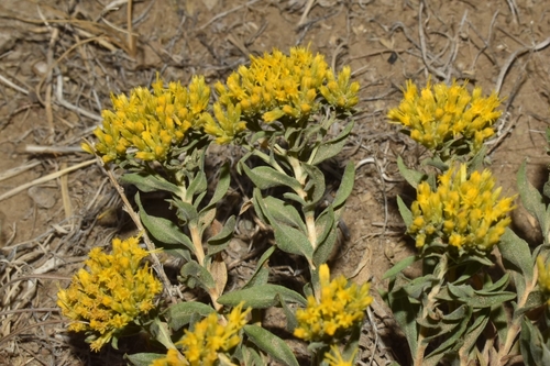 Chrysothamnus viscidiflorus ssp. lanceolatus