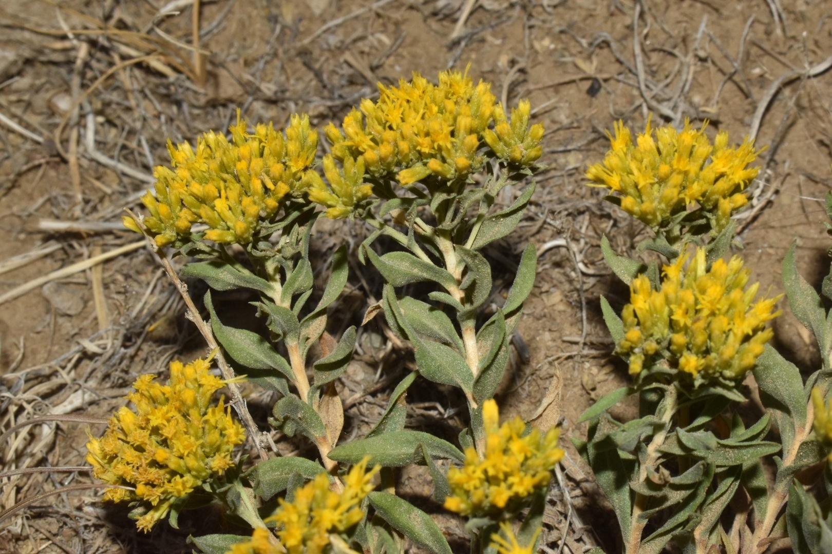 Chrysothamnus viscidiflorus ssp. lanceolatus