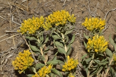 Chrysothamnus viscidiflorus lanceolatus