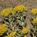 Mountain Low Rabbitbrush - Photo (c) Joey Santore, some rights reserved (CC BY-NC), uploaded by Joey Santore