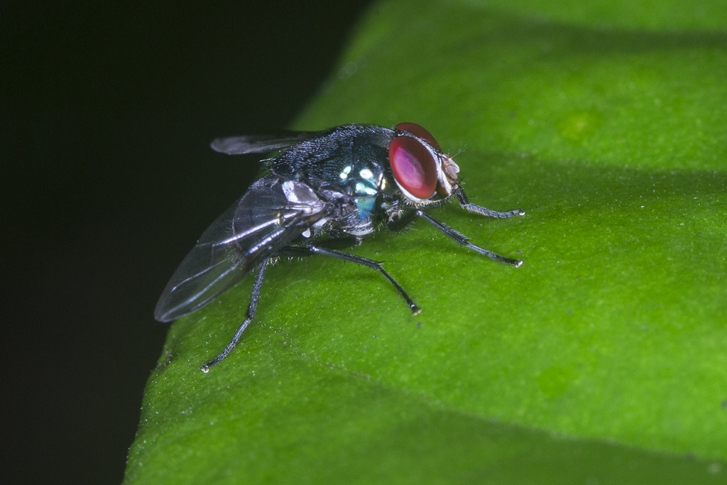 Morellia basalis