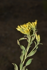 Chrysothamnus viscidiflorus lanceolatus