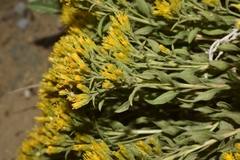 Chrysothamnus viscidiflorus lanceolatus