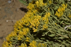 Chrysothamnus viscidiflorus lanceolatus