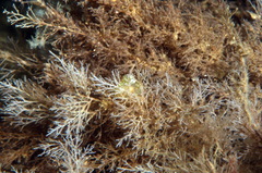 Eucratea loricata