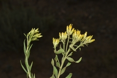 Chrysothamnus viscidiflorus lanceolatus