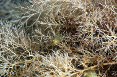 Eucratea loricata