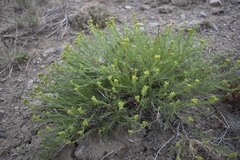 Chrysothamnus viscidiflorus viscidiflorus