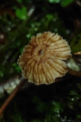Laccaria masoniae
