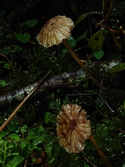 Laccaria masoniae