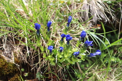 Gentiana bavarica