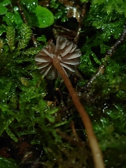 Laccaria masoniae